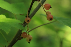Ribes latifolium