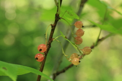 Ribes latifolium
