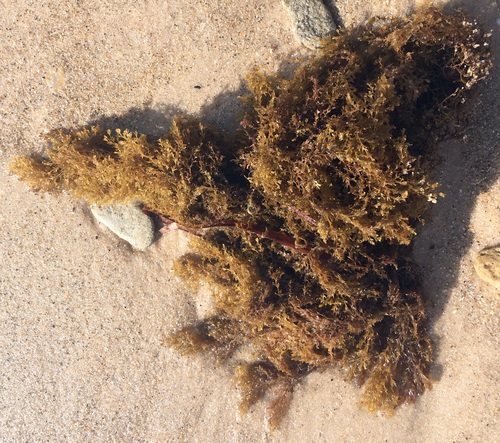 Lobospira bicuspidata, 2020-03-09
