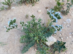 Limonium lobatum