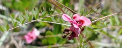 Indigofera pedunculata image