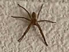 Pisaurina