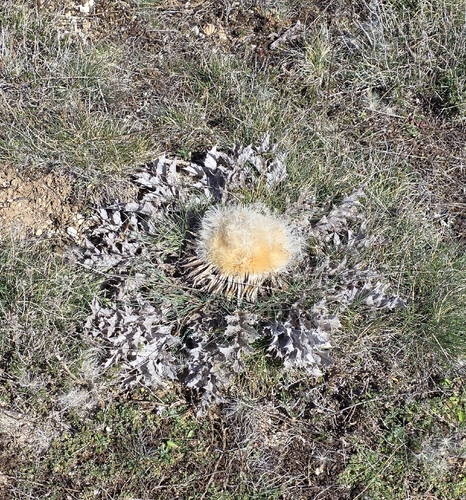 Acanthus-leaved Carline-thistle (Carlina acanthifolia)
