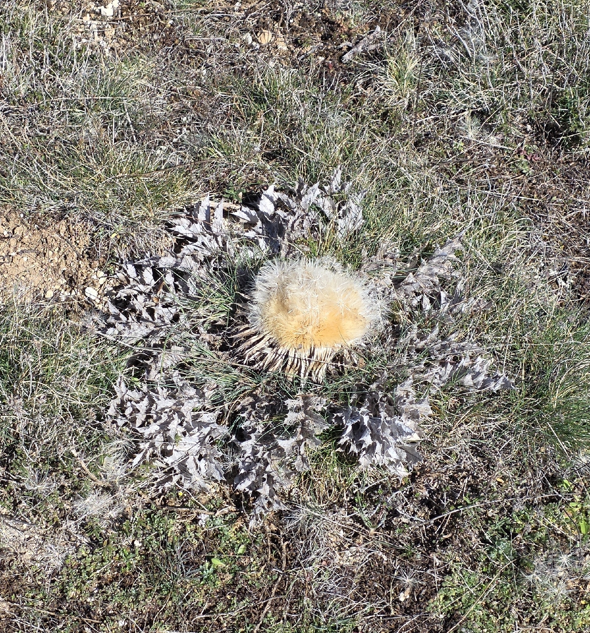 Acanthus-Leaved Carline-Thistle (Carlina acanthifolia)