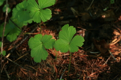 Waldsteinia ternata