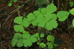 Waldsteinia ternata