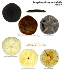 Scaphechinus mirabilis