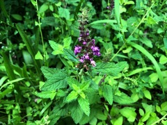 Teucrium argutum