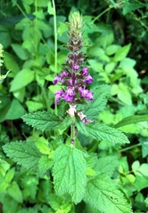 Teucrium argutum