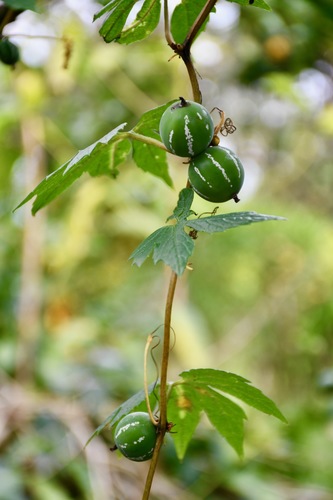 Native Bryony