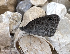 Ypthima asterope asterope