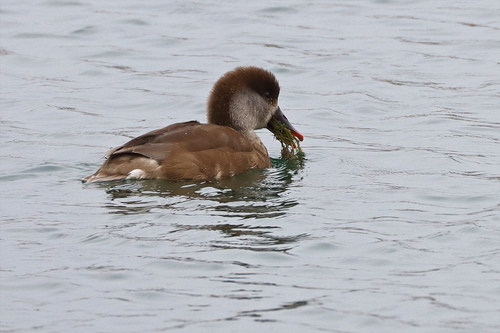 iNaturalist: (c) frankielee91, some rights reserved (CC BY-NC), uploaded by frankielee91 iNaturalist image