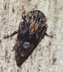 Smicrocotis