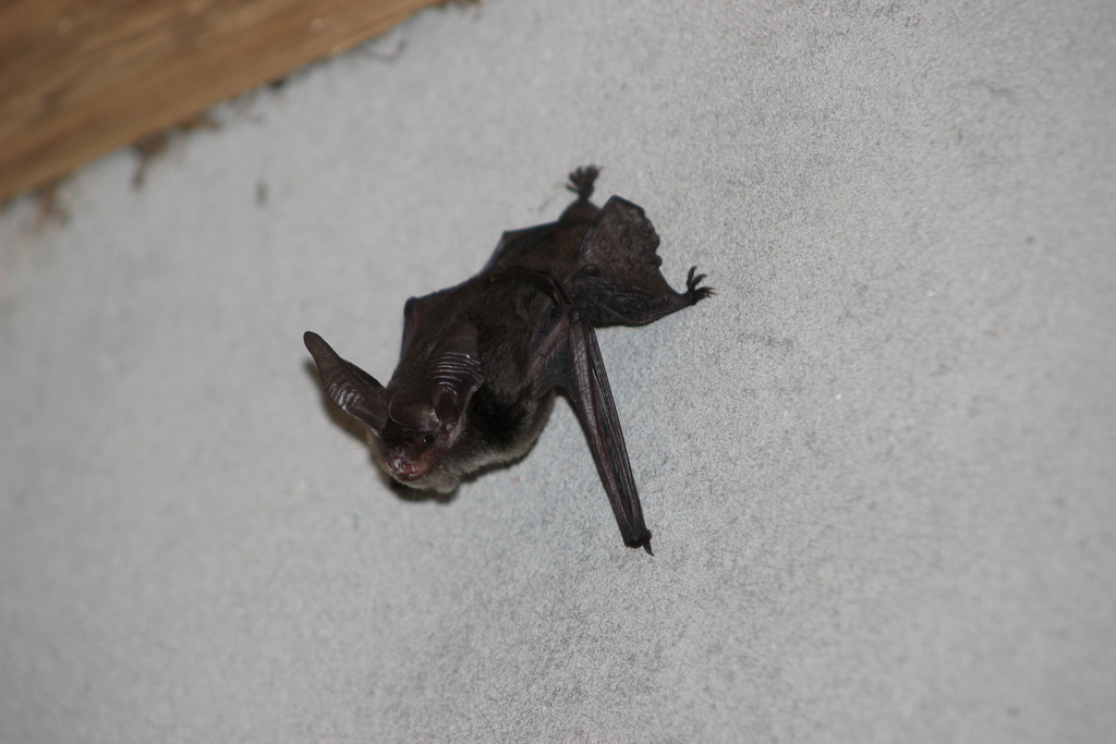 Tropical Big-Eared Brown Bat