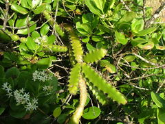 Selenicereus triangularis