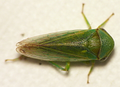 Macropsini