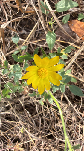 Large Buttercup (Ranunculus macranthus)
