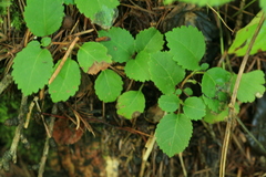 Hydrangea petiolaris