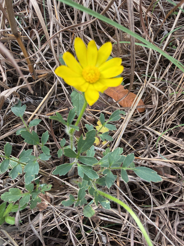 Ranunculus macranthus, photograph 2