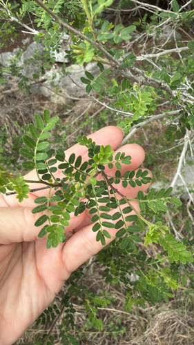 Texas Kidneywood (Eysenhardtia texana)