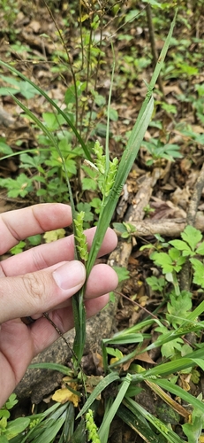 Thin-fruit Sedge (Carex flaccosperma)