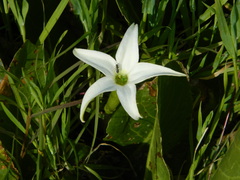 Jaborosa integrifolia