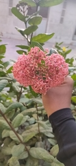 Ixora chinensis