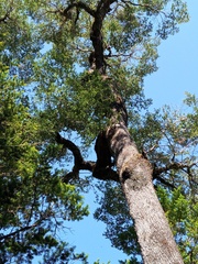 Nothofagus dombeyi