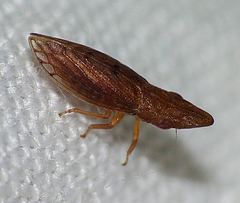 Ulopinae