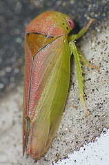 Trocnada minuta