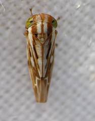 Pascoepus illawarrus