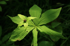 Paris verticillata