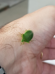 Loxa deducta