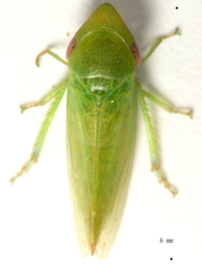Hackeriana