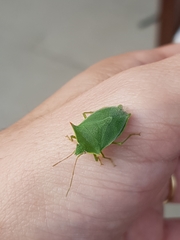 Loxa deducta