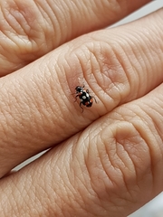 Eriopis connexa