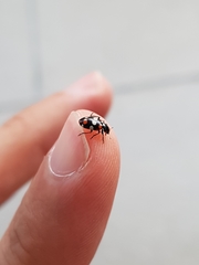 Eriopis connexa
