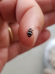 Eriopis connexa