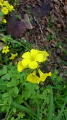 Oxalis pes-caprae