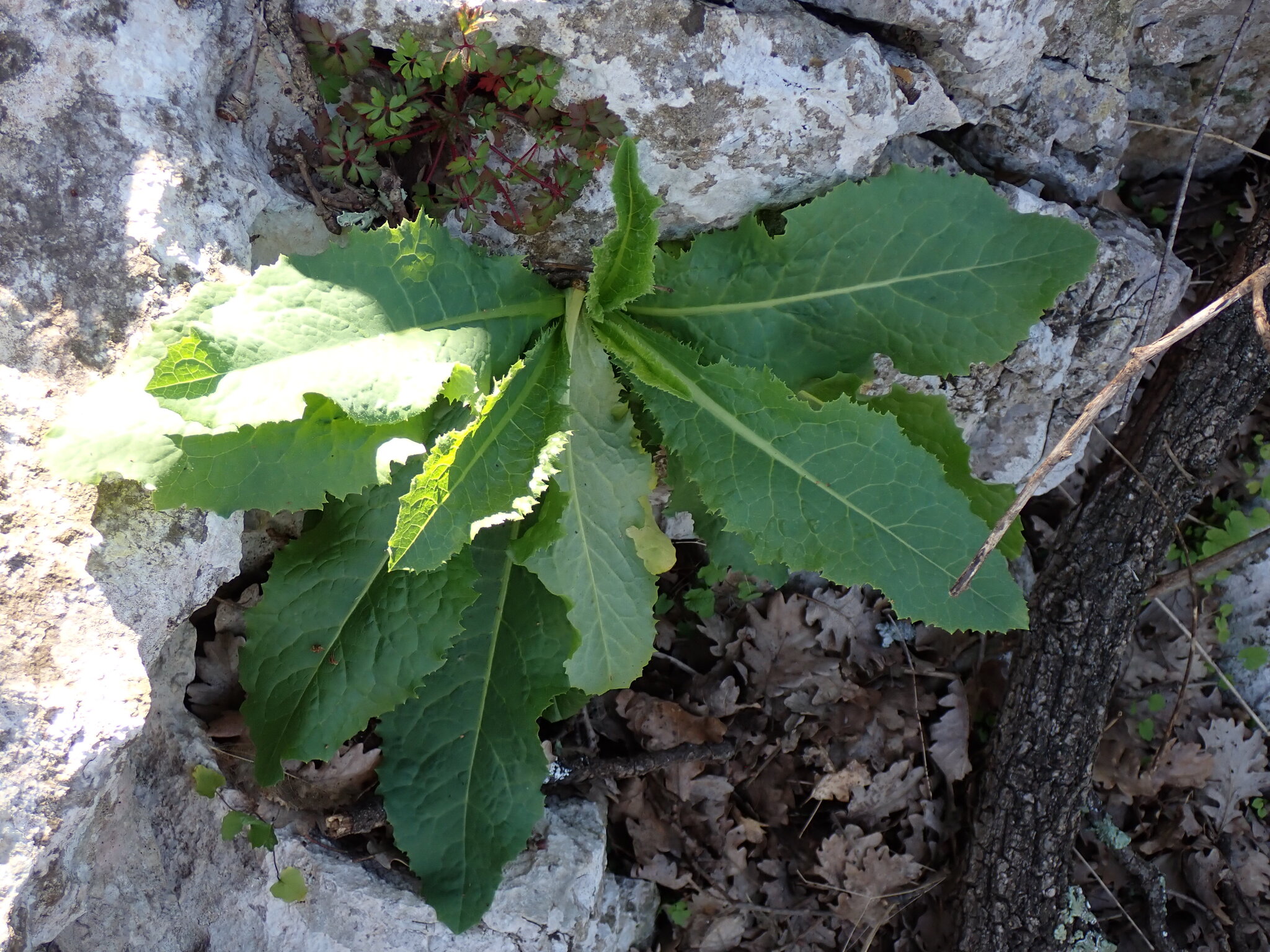 Bitter Lettuce (Lactuca virosa)