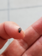 Eriopis connexa