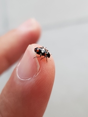 Eriopis connexa