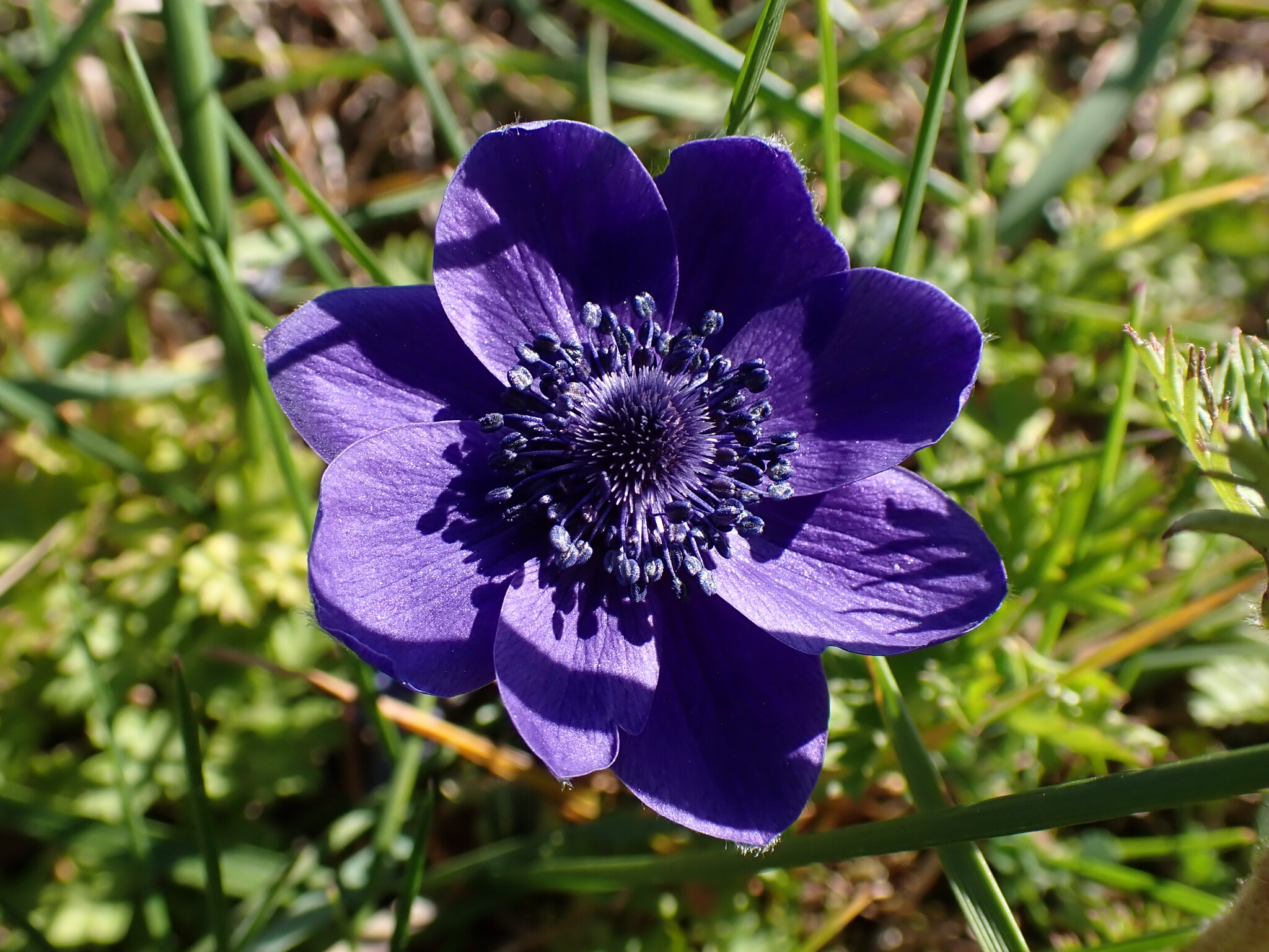 Poppy Anemone (Anemone coronaria)