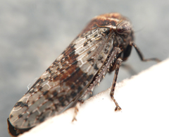 Macroceps