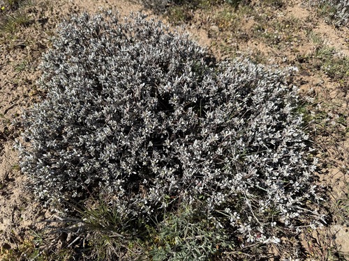 Douglas' buckwheat (Eriogonum douglasii)
