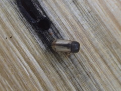 Trypodendron betulae