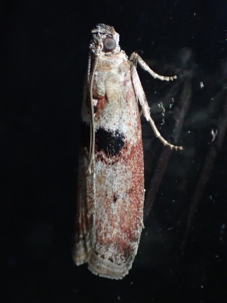 Sciota rubescentella