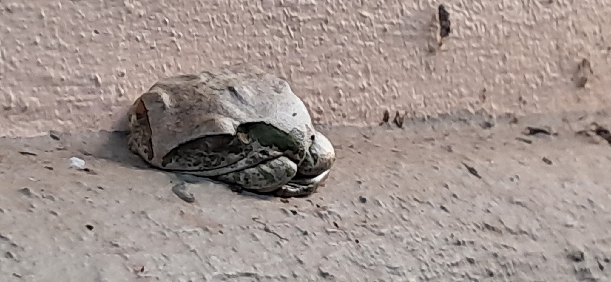 Leptopelis natalensis (Smith, 1849)