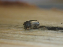 Trypodendron betulae