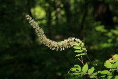 Actaea simplex